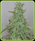 Candy Fruit Auto - V Elementum Seeds