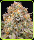 Candy Gas - Grounded Genetics