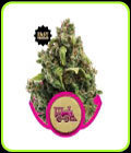 Candy Kush Express Fast V - Royal Queen Seeds