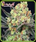 Candy Mintz - Dr Krippling Seeds