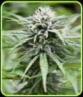 Candyland - Emerald Triangle Seeds