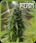Candyland Kush - Kush Cannabis Seeds