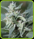 CannaFuel CBD+ - Original Sensible Seeds