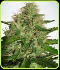 Cannabis Light - Ministry of Cannabis
