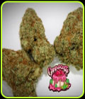 Cannacotta - TasteBudz Seeds