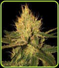 Cannalope Haze - DNA Genetics Seeds