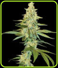Cannalope Kush - DNA Genetics Seeds