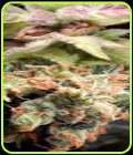 Cannasutra - Delta 9 Labs Seeds