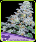 Captain Future - Anesia Seeds