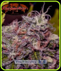 Caramel Ice - Positronic Seeds