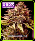 Caramel Ice CBD - Positronic Seeds