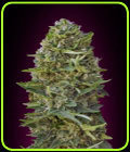 Caramel Kush - OO Seeds