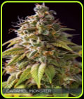 Caramel Monster - Vision Seeds