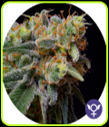 Caramelicious - The Bulldog Seeds