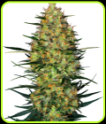Caramellow Kush Auto - Sensi Research Seeds