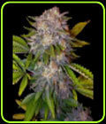 Caramelo - Delicious Seeds