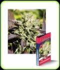 Caramelo Fast Version - Delicious Seeds