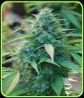 Caribe - Cannabiogen Seeds
