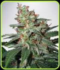 Carnival - Ministry of Cannabis