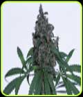 Caseus - V Elementum Seeds