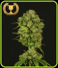 Casey Jones - Devil's Harvest Seeds