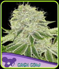 Cash Cow - Anesia Seeds