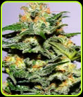 Cash Crop XL Auto - Cream of the Crop