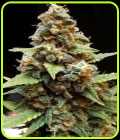 Gorilla Lemon Fire - Cream of the Crop