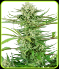 Cashew Kush - Sensi Research Seeds