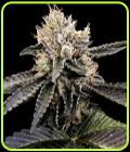 Cataract Cake - DNA Genetics Seeds