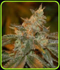 Cataract Kush - DNA Genetics Seeds