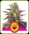 Cereal Milk - Royal Queen Seeds