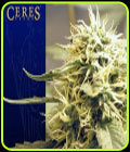 Ceres Kush - Ceres Seeds