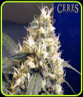 Ceres Skunk - Ceres Seeds