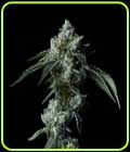 Challah Bread - DNA Genetics Seeds