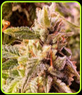 Cherry Dawgpound - Holy Smoke Seeds