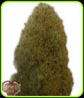 Champion - Heavyweight Seeds