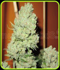 Channel Plus - Medical Seeds