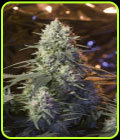Chaos Kush - Elemental Seeds