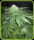Chapita de Michoacan - Cannabiogen Seeds