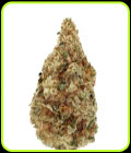 Charlotte's Dream CBD Auto - Growers Choice
