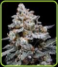 CheMACal Romance Autoflowering - DNA Genetics Seeds