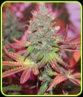 Cheddar Valley - True Canna Genetics