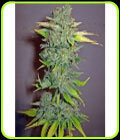 Cheese - Seedsman Seeds
