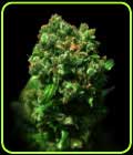 Love Peace - VIP Seeds