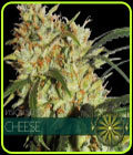 Gouda's Grass - Vision Seeds