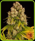 Cheese Auto - Barneys Farm Seeds
