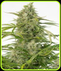Cheese Autoflowering CBD - Dinafem Seeds