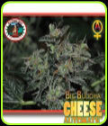 Cheese Automatic - Big Buddha Seeds