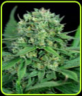 Cheese CBD - Dinafem Seeds
